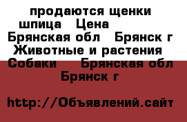 продаются щенки шпица › Цена ­ 15 000 - Брянская обл., Брянск г. Животные и растения » Собаки   . Брянская обл.,Брянск г.